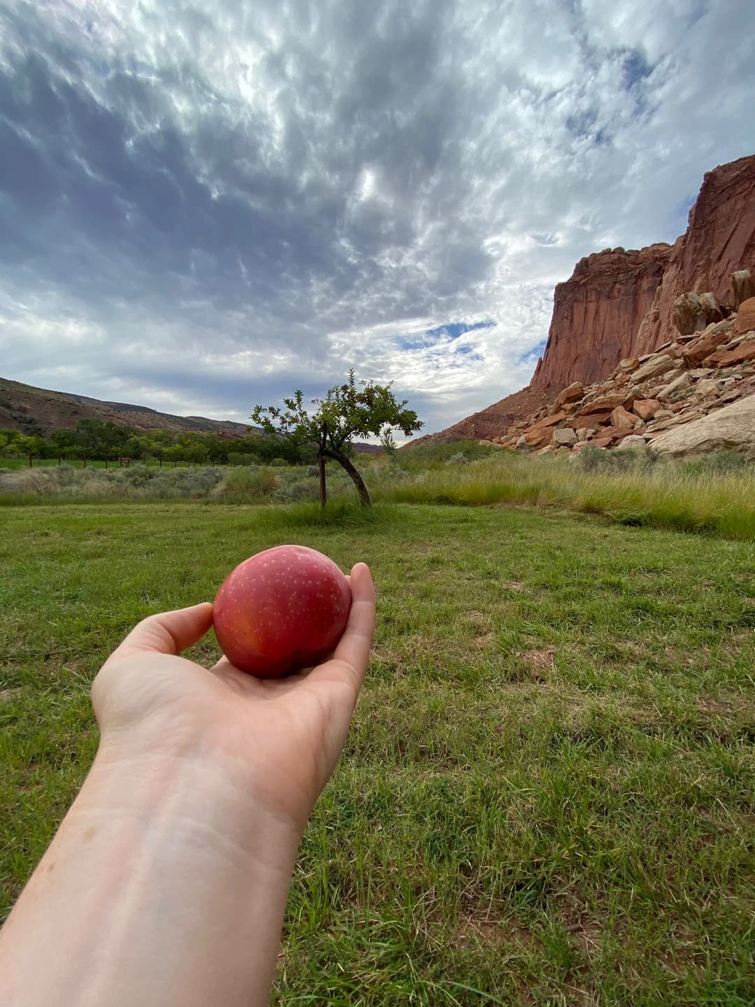 a person holding a fruit in an apple orchard