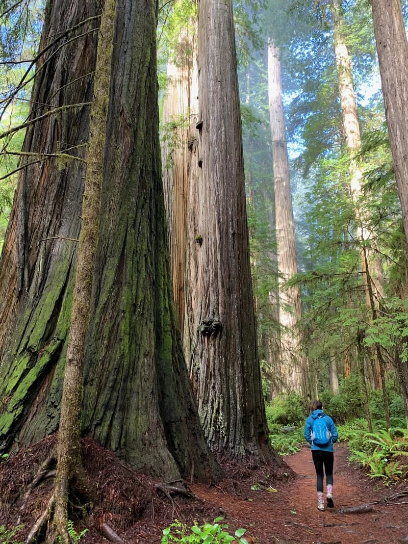 a woman hiking next to a giant redwood tree