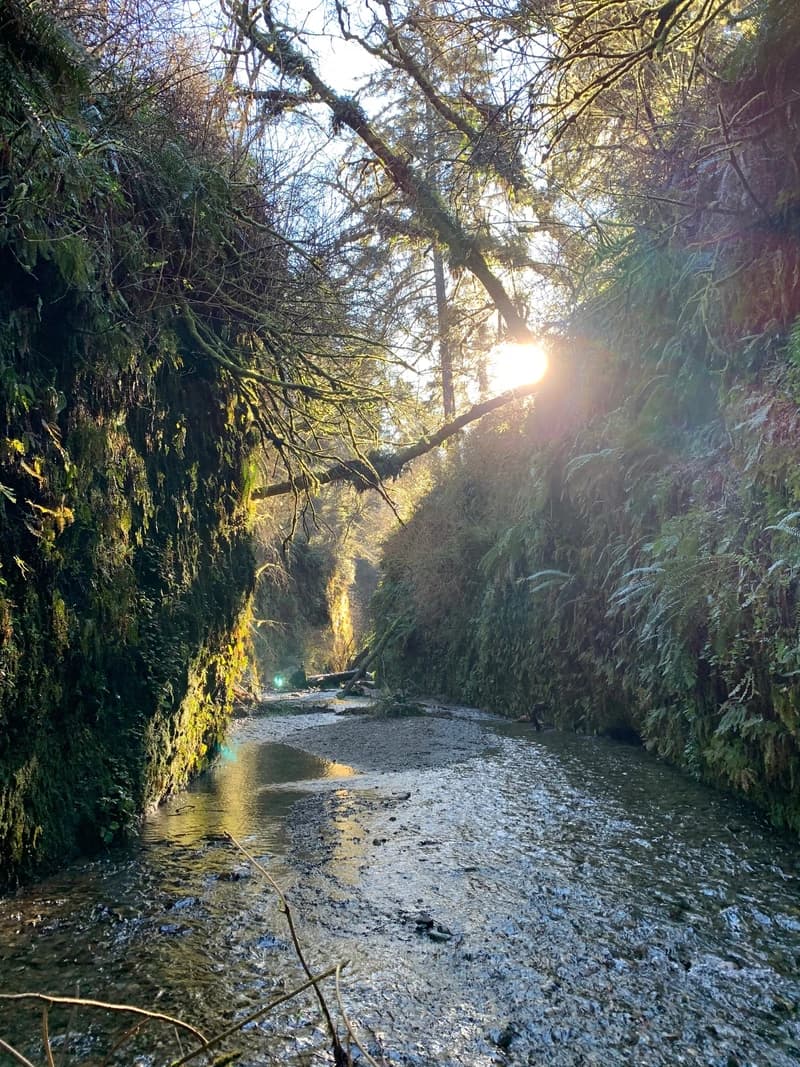 a view of the forest where endor was filmed in star wars