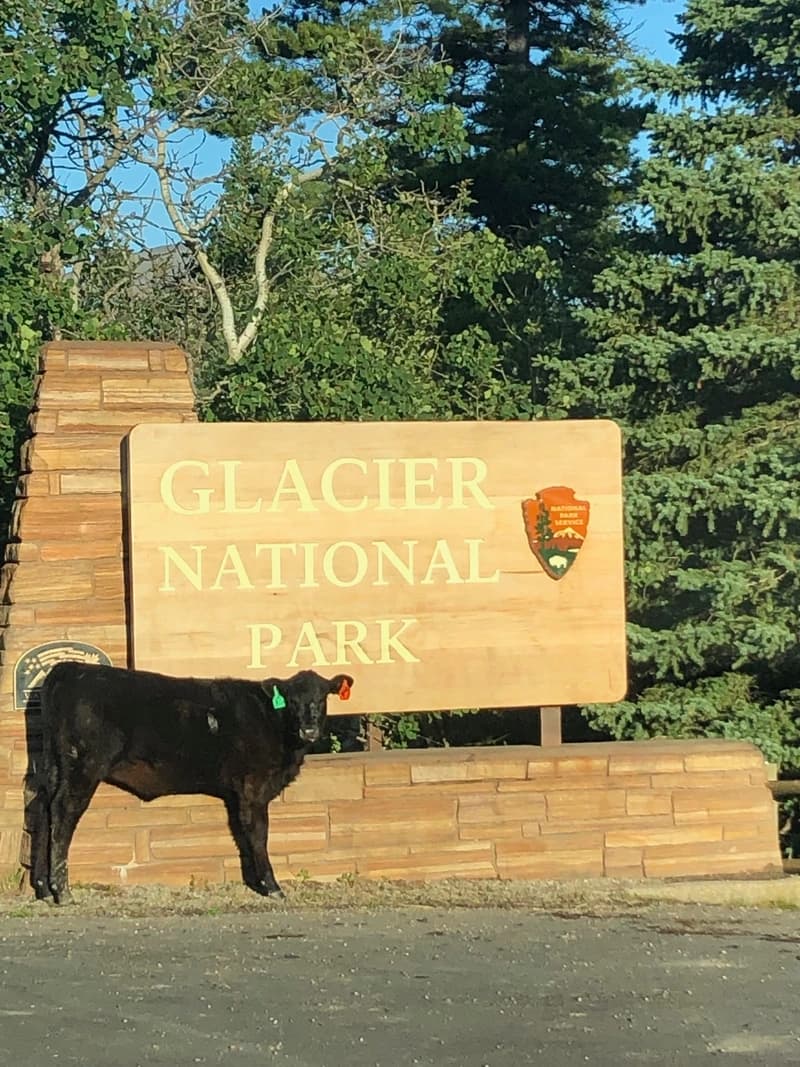 park entrance sign for glacier national park featuring a cow