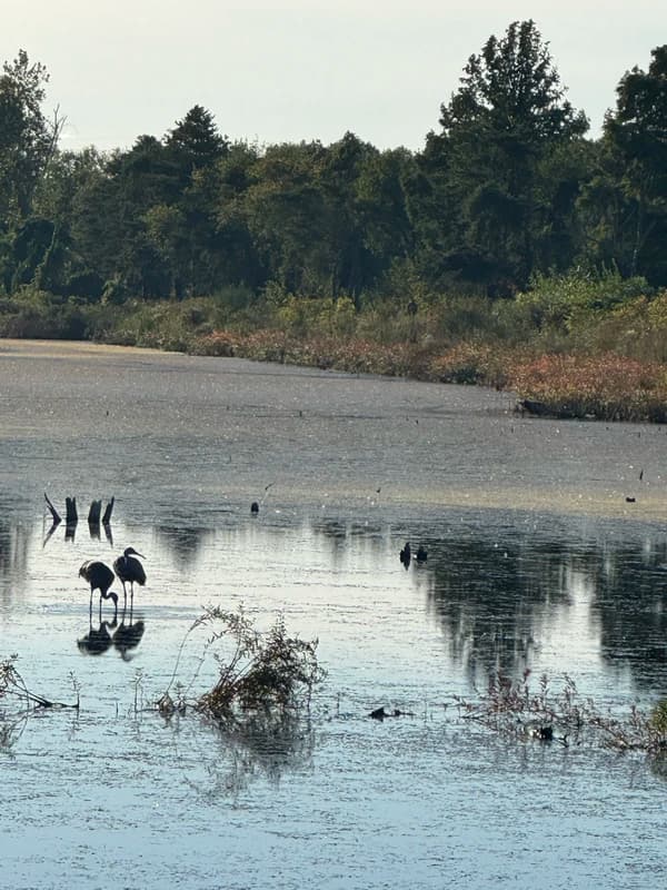 the marshes of the indiana dunes park