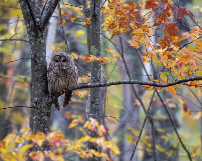 an owl perched on the branch of a tree showing fall foilage