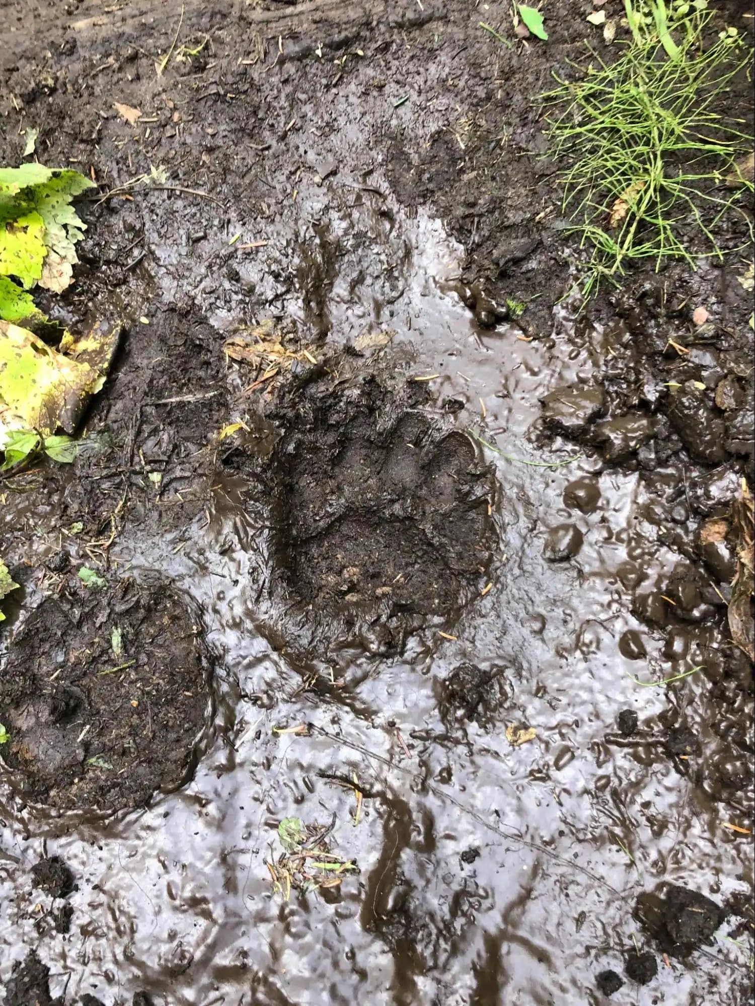 n animal print in the mud in Glacier National Park.