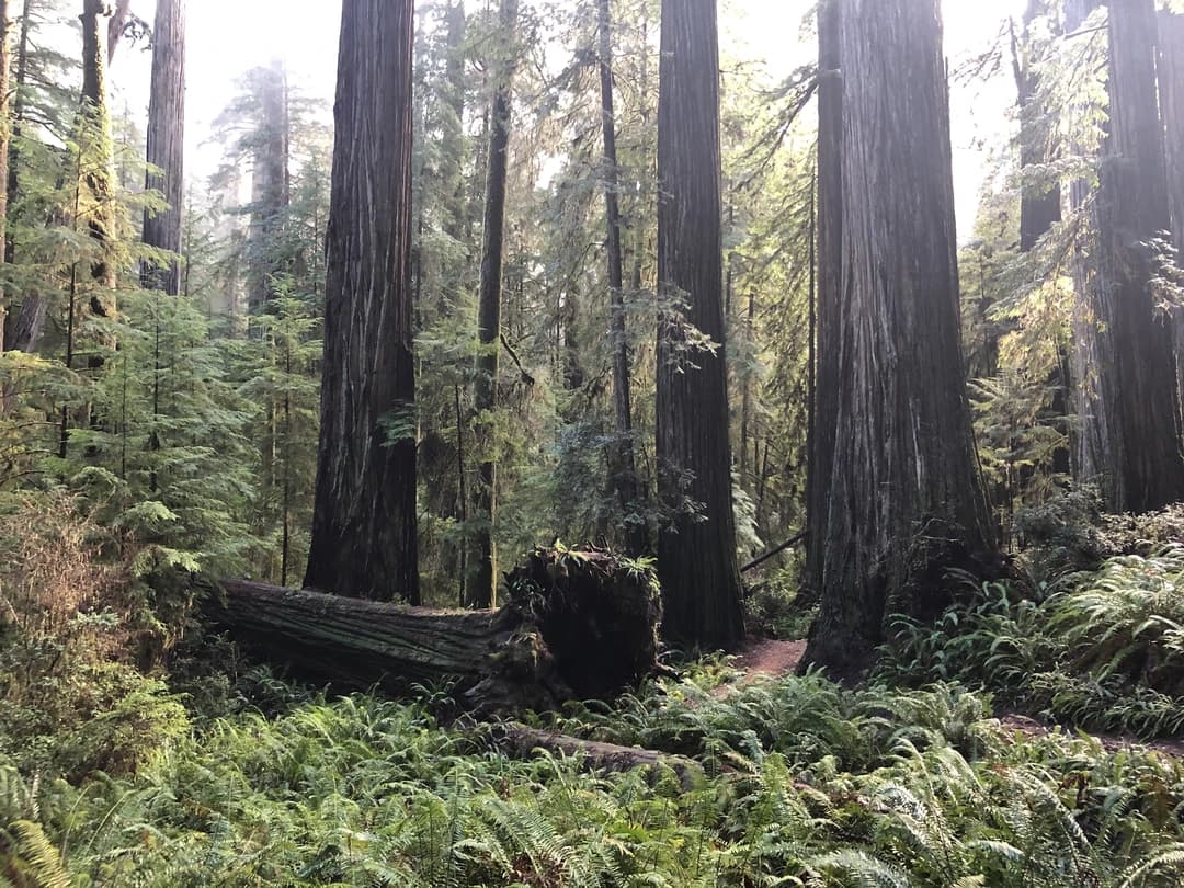 foggy view of the foilage in redwood national park