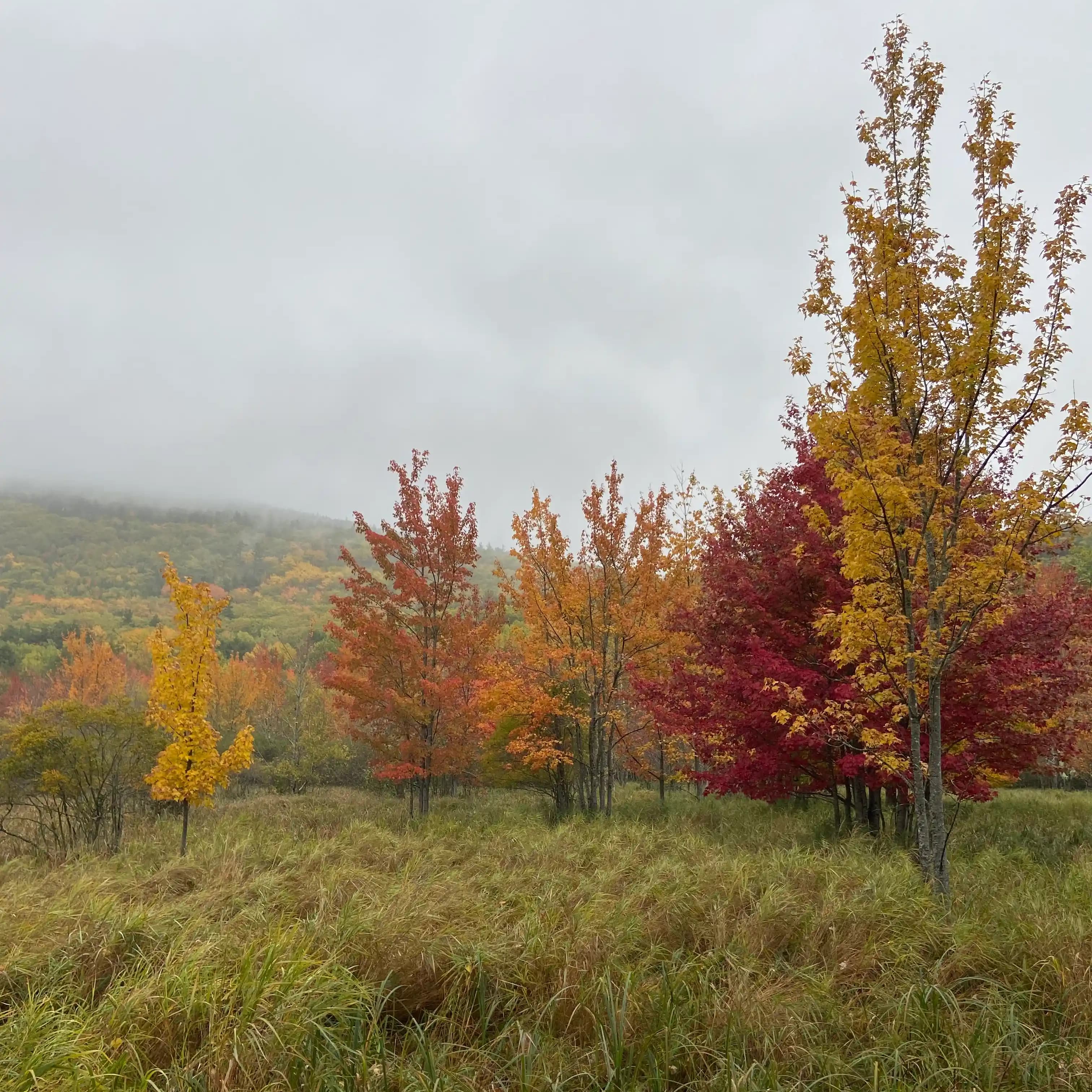colorful trees displaying their fall leaves in a foggy valley