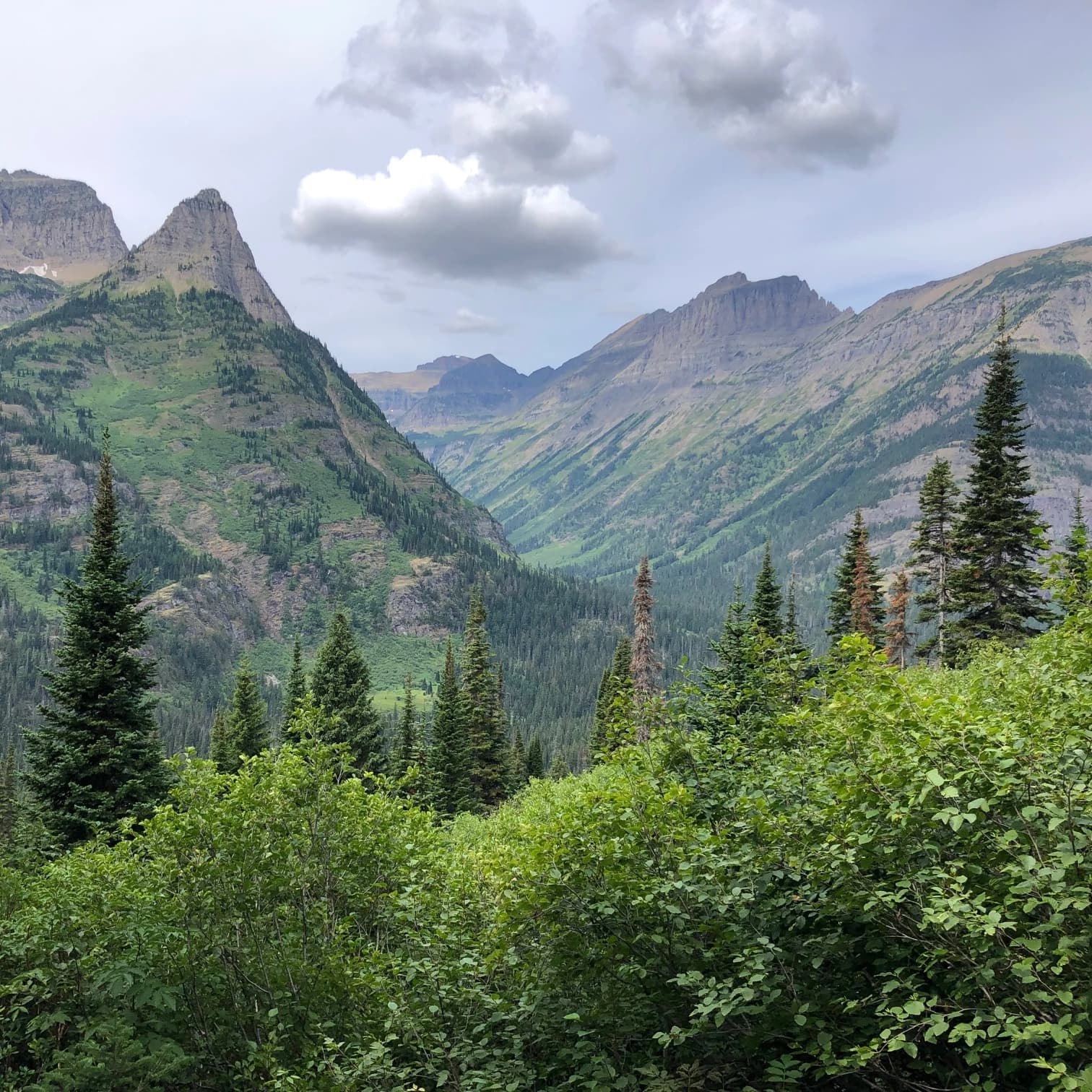 a view of mountains and valleys with pine trees