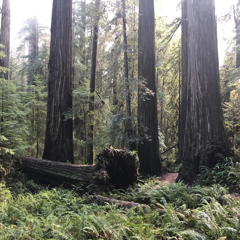 foggy view of the foilage in redwood national park