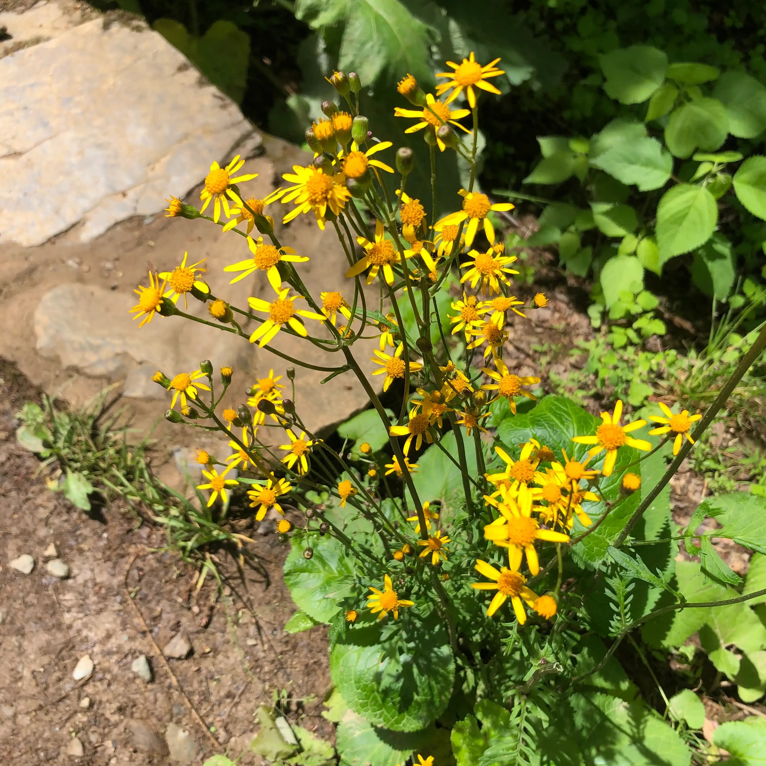 yellow wild flowers in a green meadow found within shenandoah