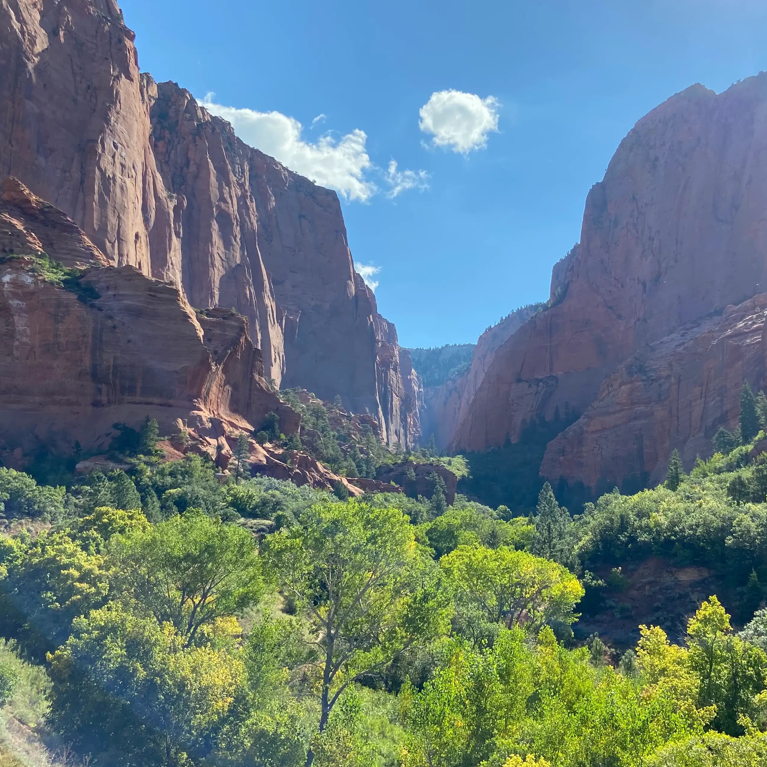 picture abover green trees looking down canyony